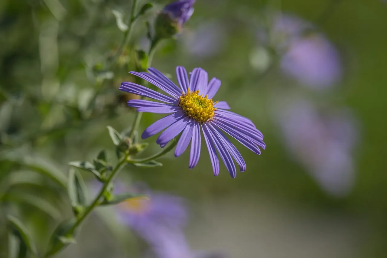 Vibrant Purple Aster Bloom in Summer Garden