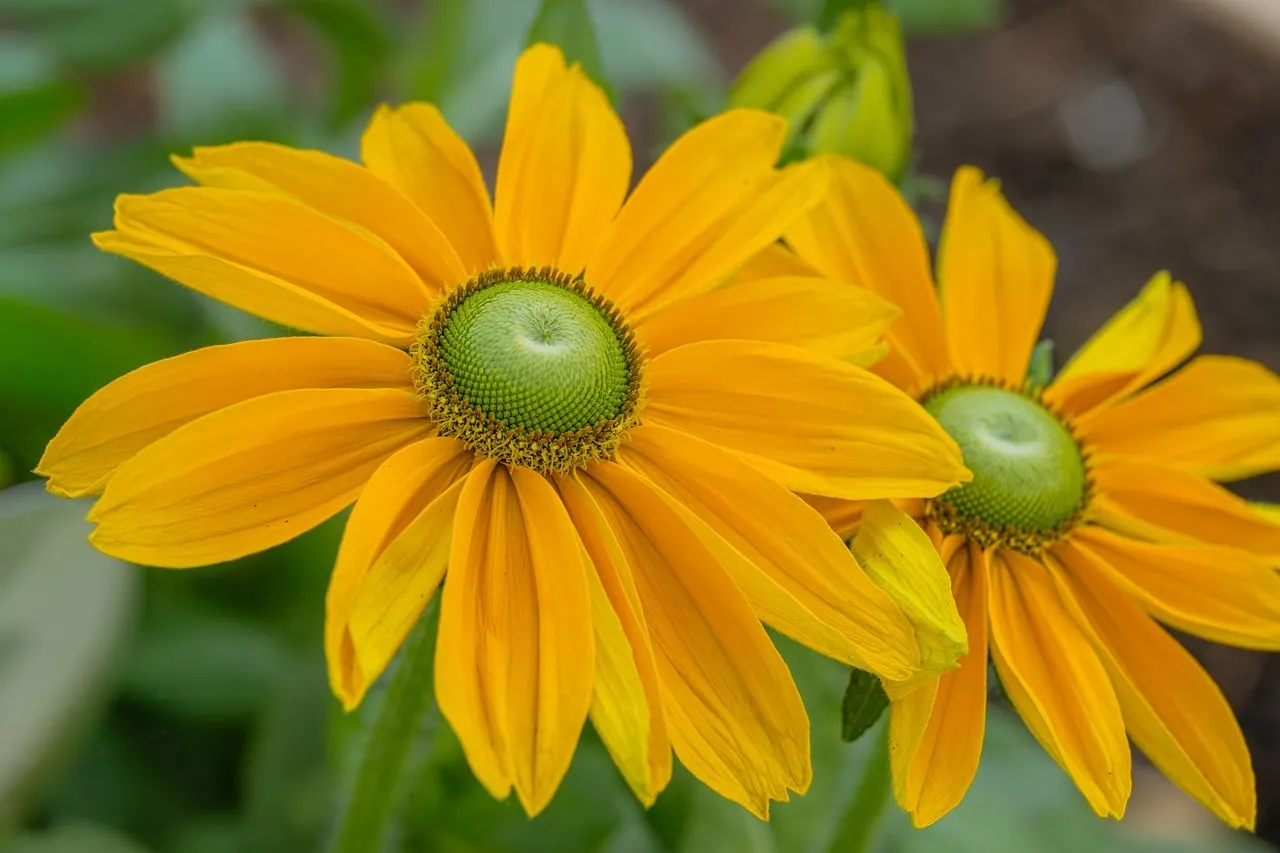 Vibrant Rudbeckia Blooms: Nature's Golden Embrace