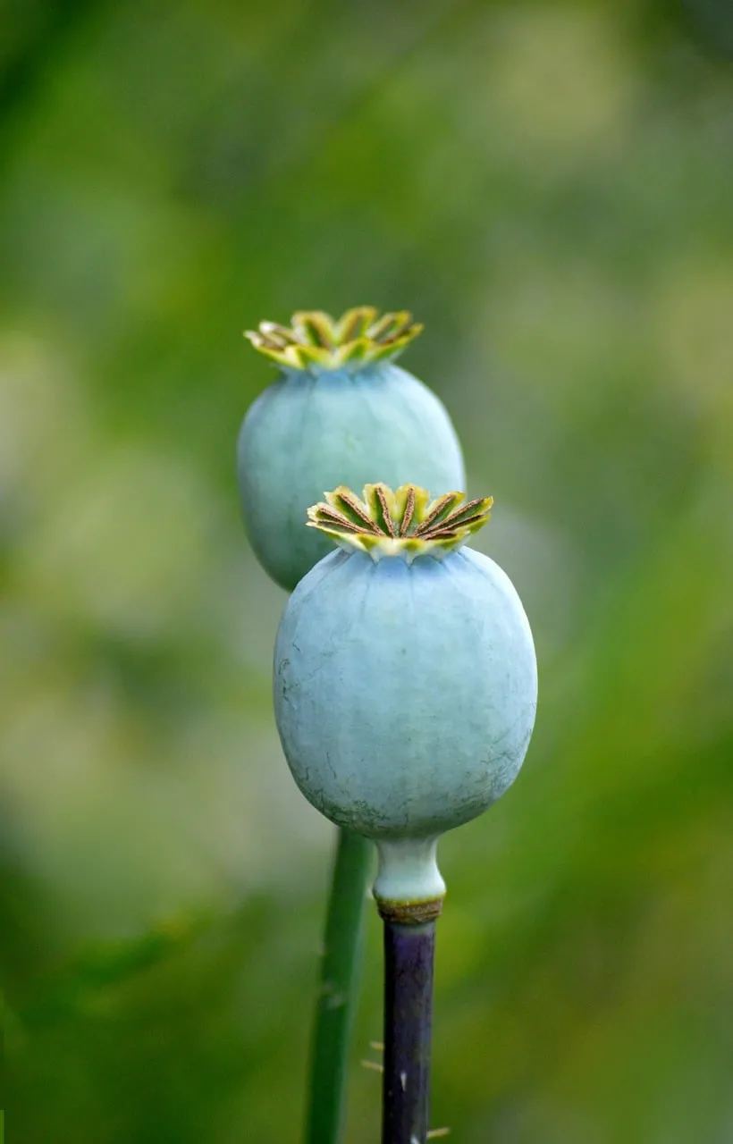 Vibrant Poppy Seed Pods: Nature's Summer Treasure