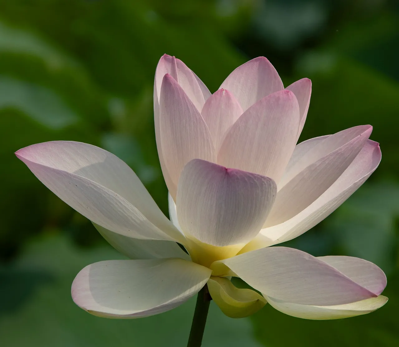 Stunning Pink Lotus: Serene Bloom in Nature's Embrace