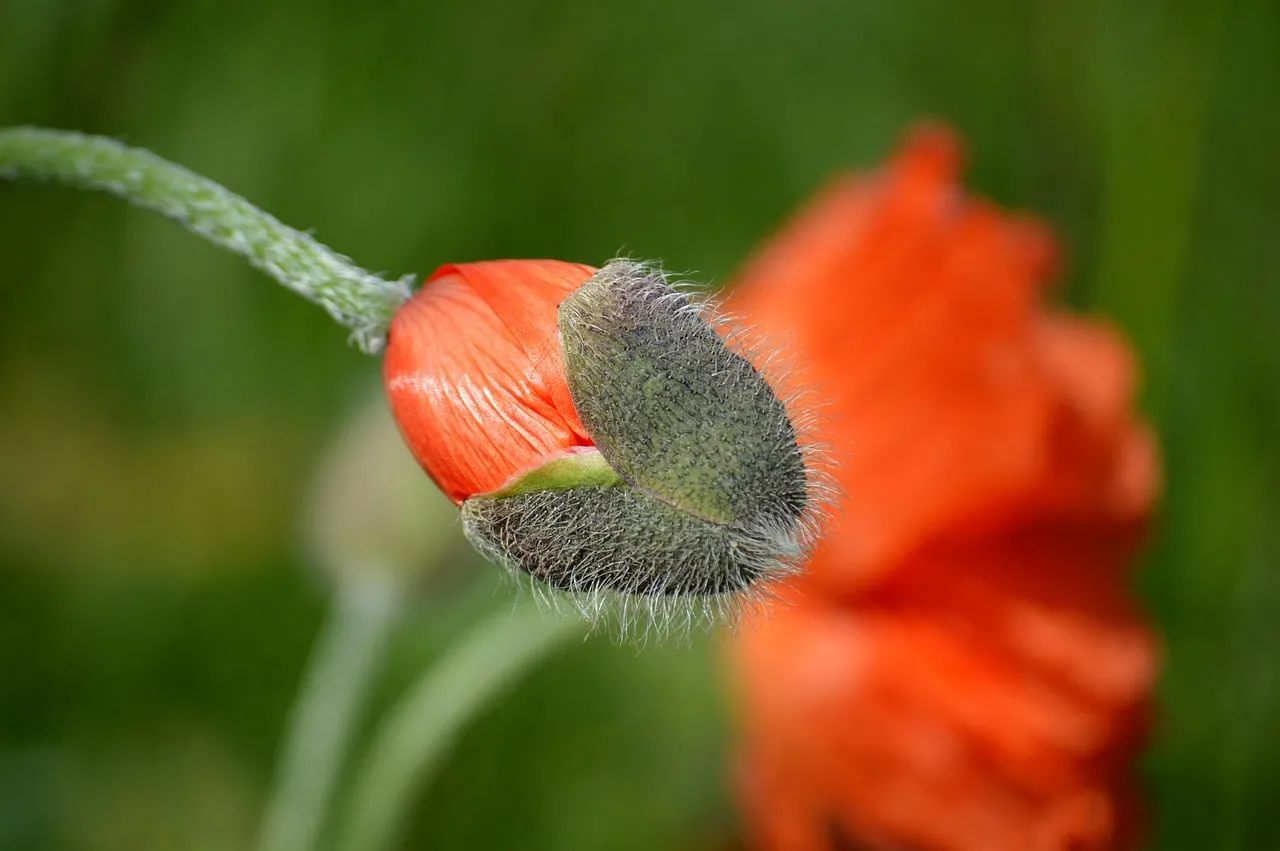 Vibrant Poppy Bud: Nature's Springtime Awakening in Macro