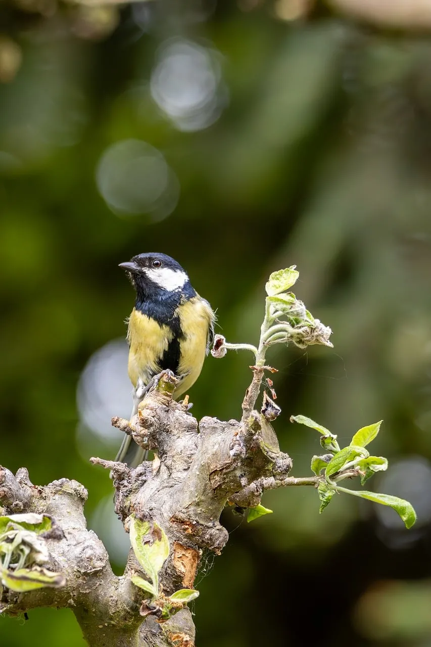 Vibrant Great Tit Perched: A Glimpse of Wild Nature
