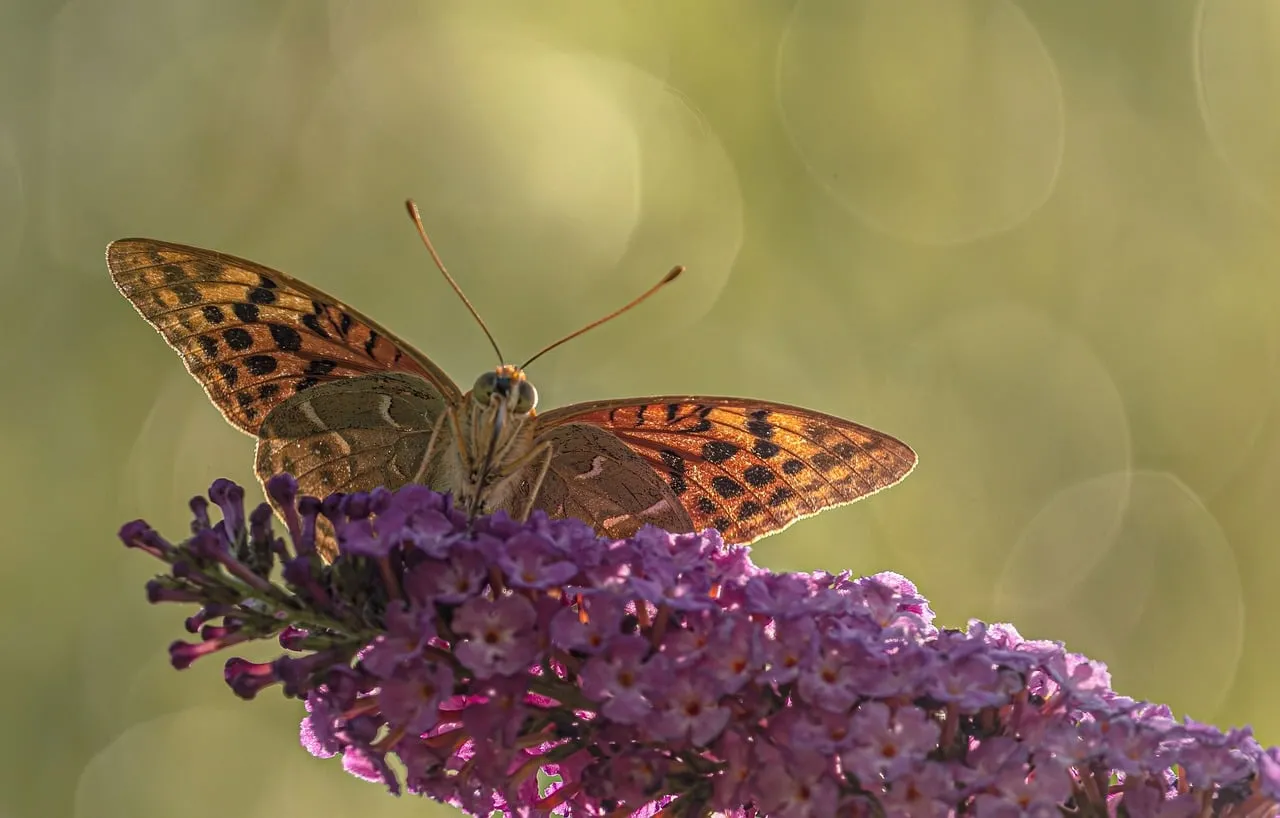 Stunning Silver-Washed Fritillary Butterfly Bathed in Golden Light