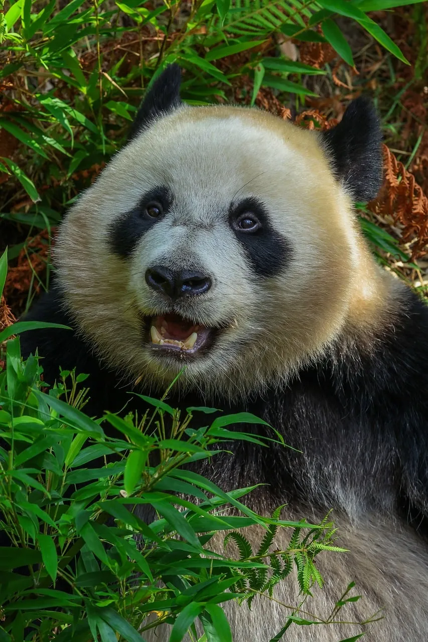 Charming Giant Panda: A Majestic Gaze in Lush Nature