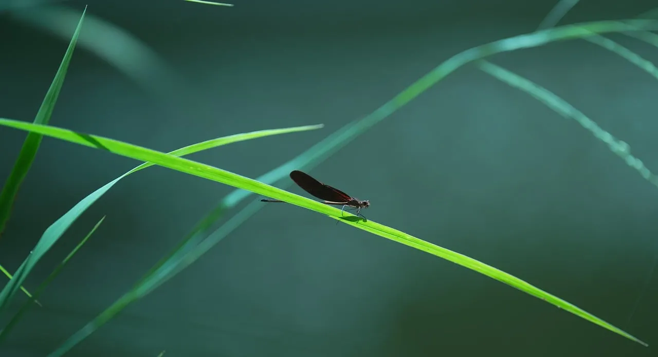 Vibrant Dragonfly Perched on Lush Green Grass Blade