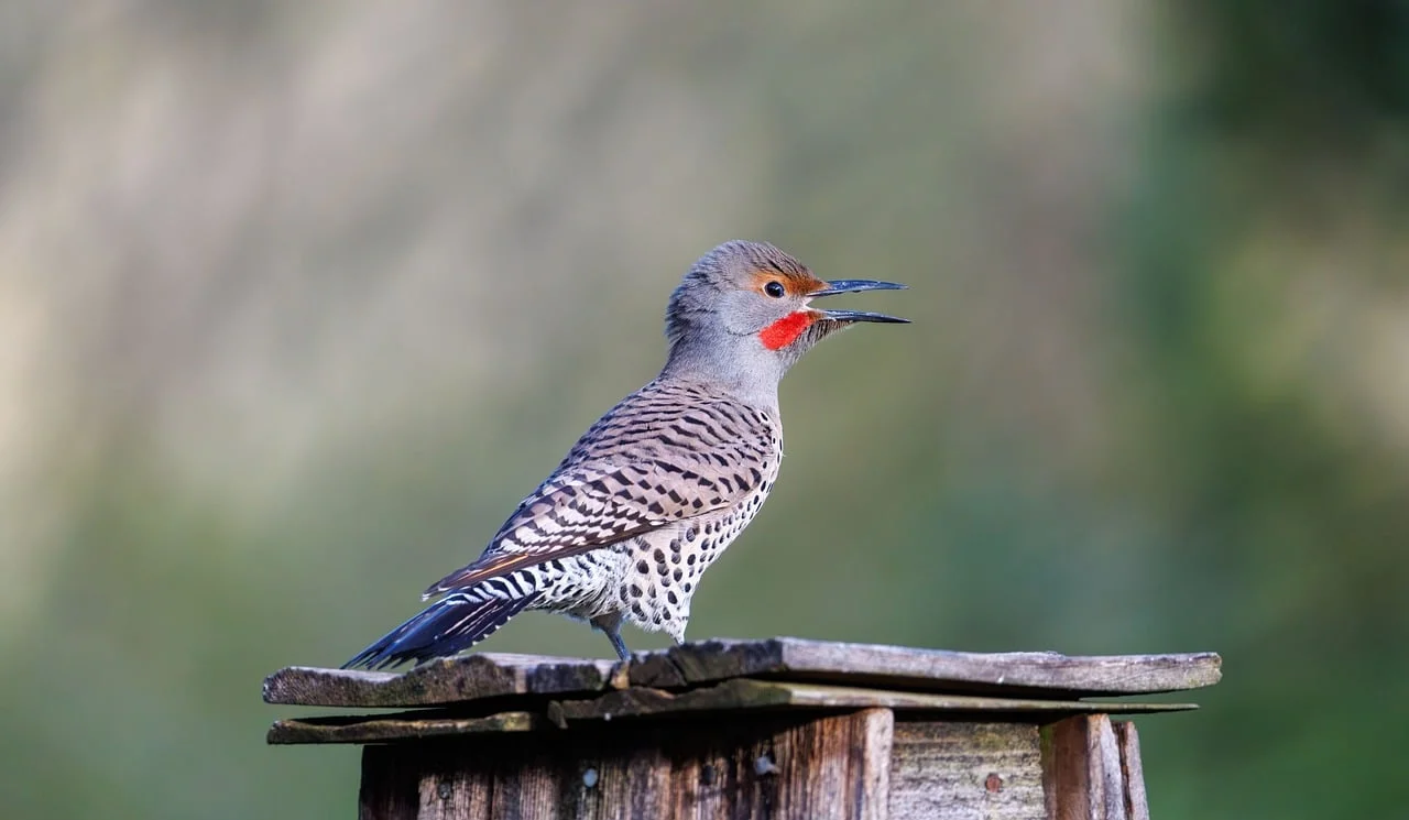 Vibrant Northern Flicker Perched: A Glimpse of Spring Wildlife