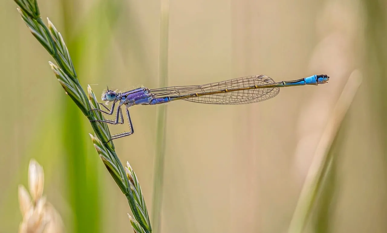 Vibrant Macro: Azure Dragonfly Clings to a Blade of Grass