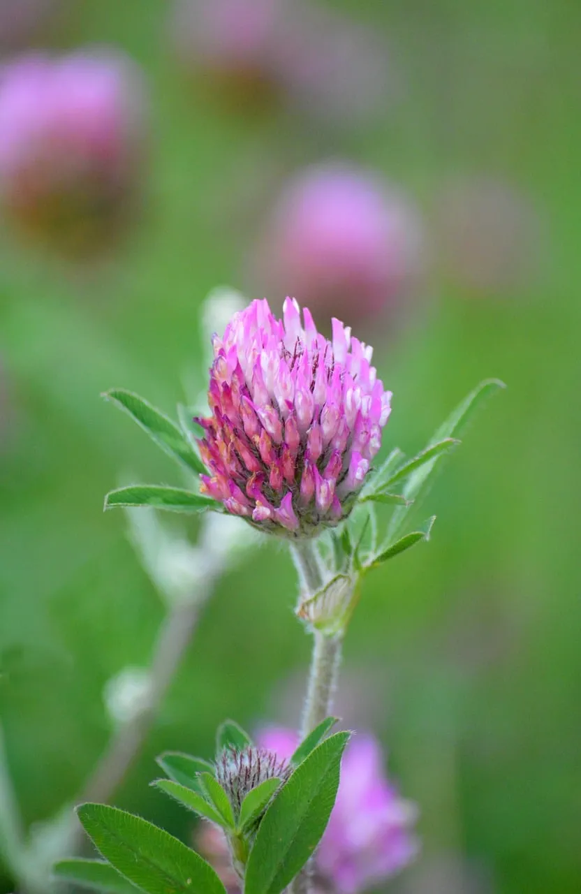 Vibrant Red Clover Blossom: Nature's Summer Charm