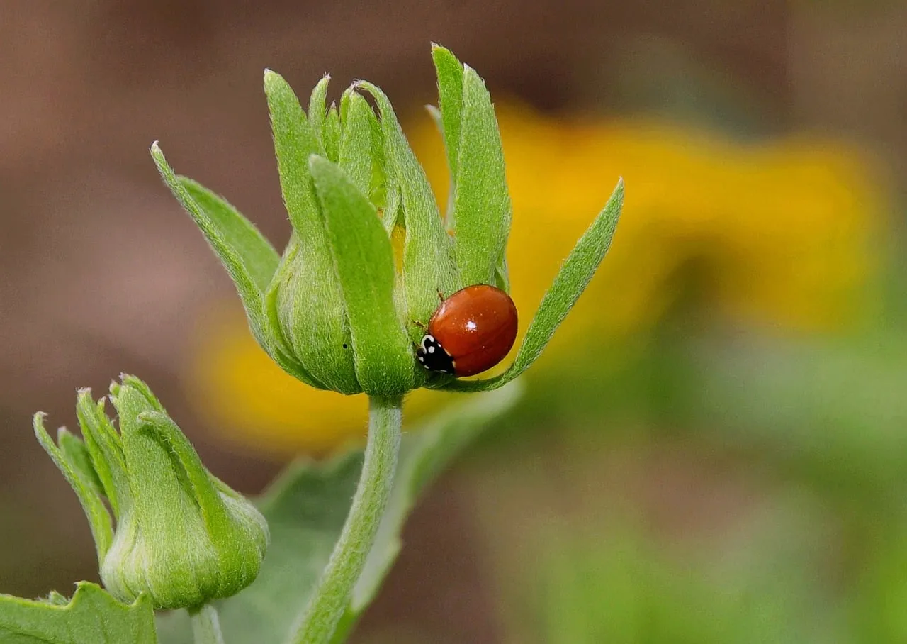 Vibrant Red Ladybug Perched on a Budding Green Flower