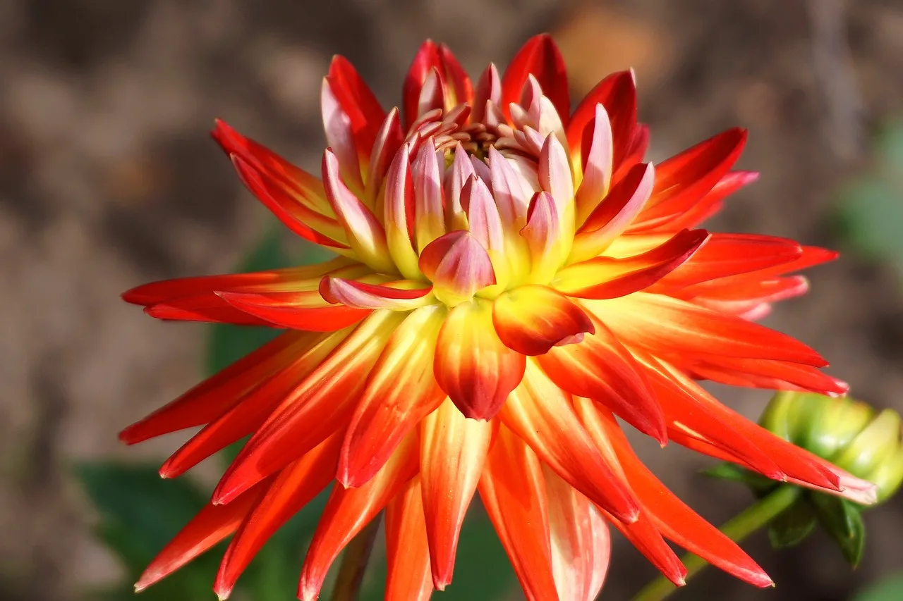 Vibrant Orange Dahlia: A Stunning Summer Bloom