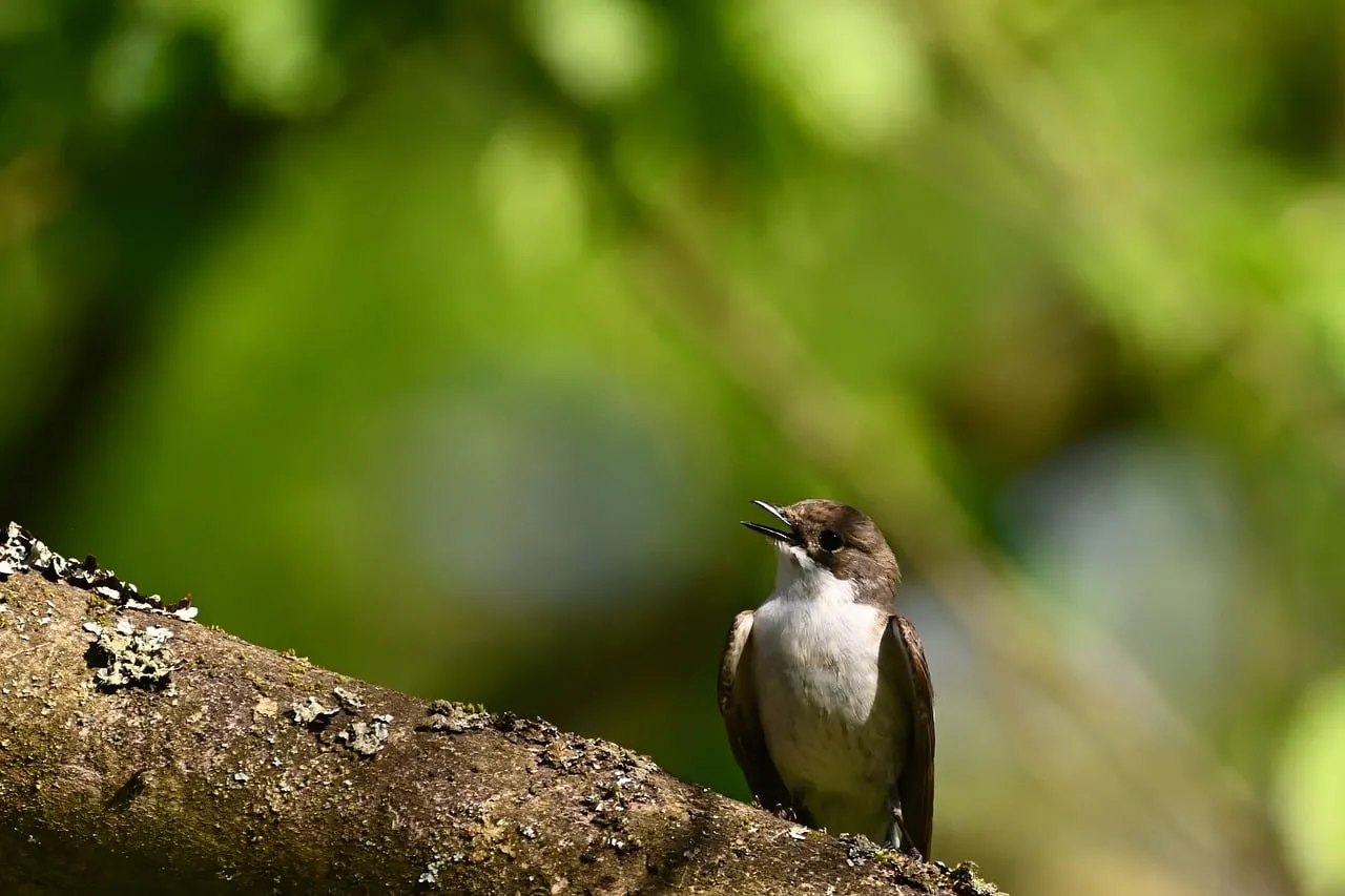 Charming Songbird Serenade in a Lush Green Spring Canopy