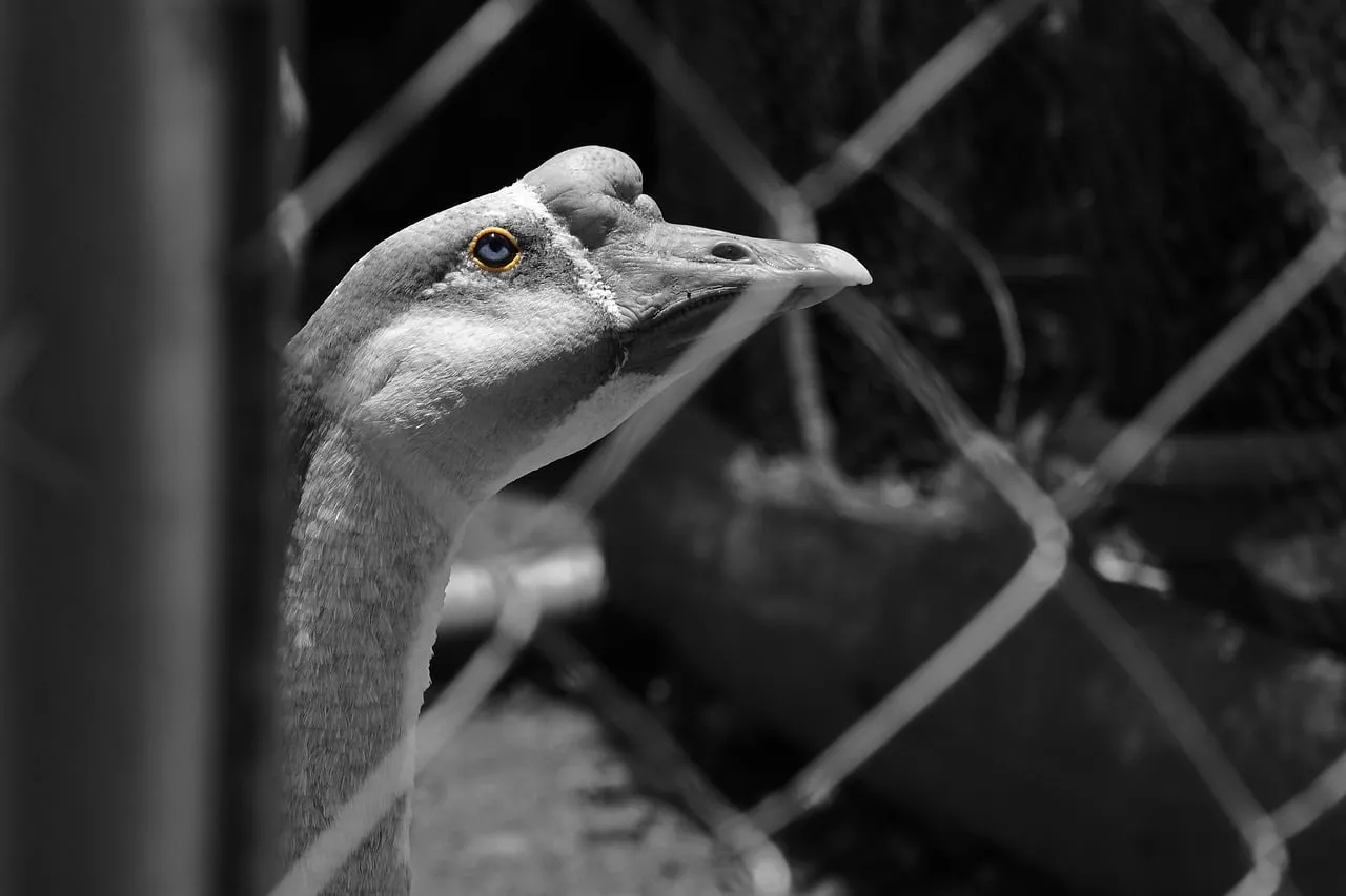 Captivating Gaze: Close-up of a Goose's Striking Eye