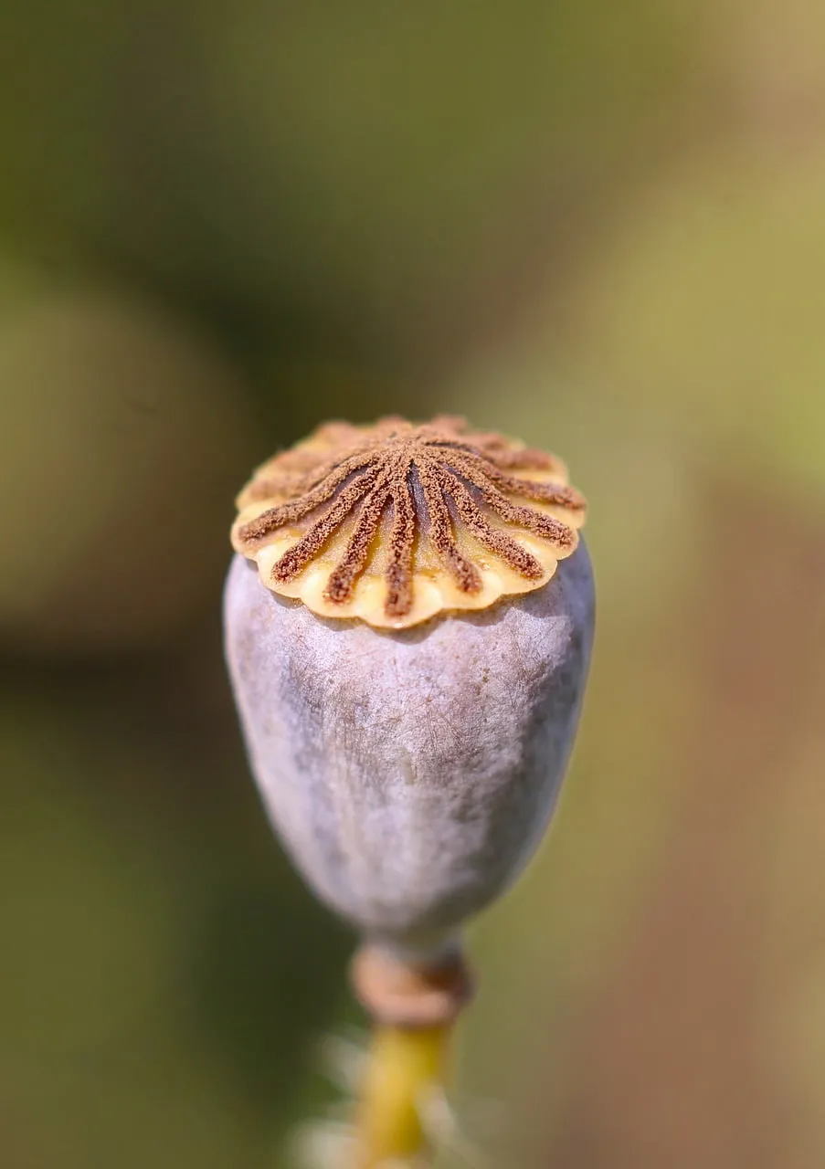 Intricate Macro: Detailed Poppy Capsule in Nature's Embrace