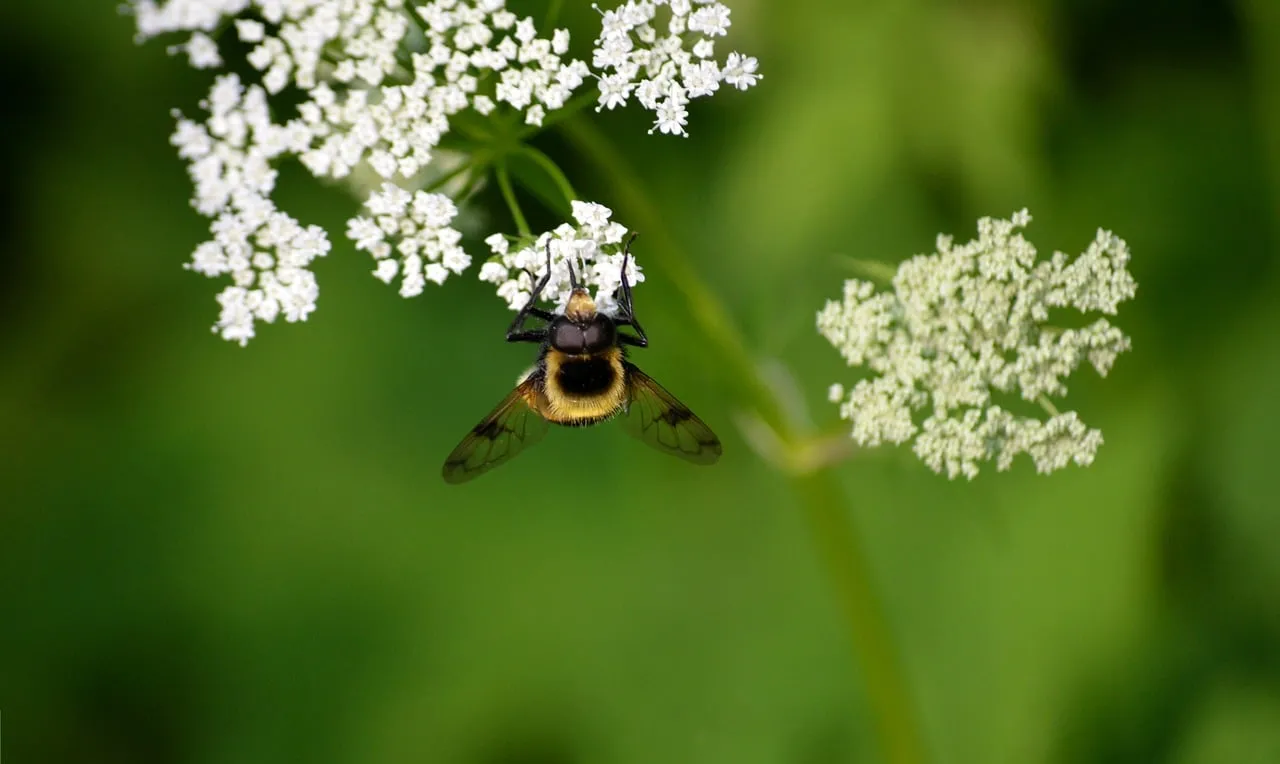 Vibrant Forest Hoverfly on Ground Elder: Nature's Intricate Beauty