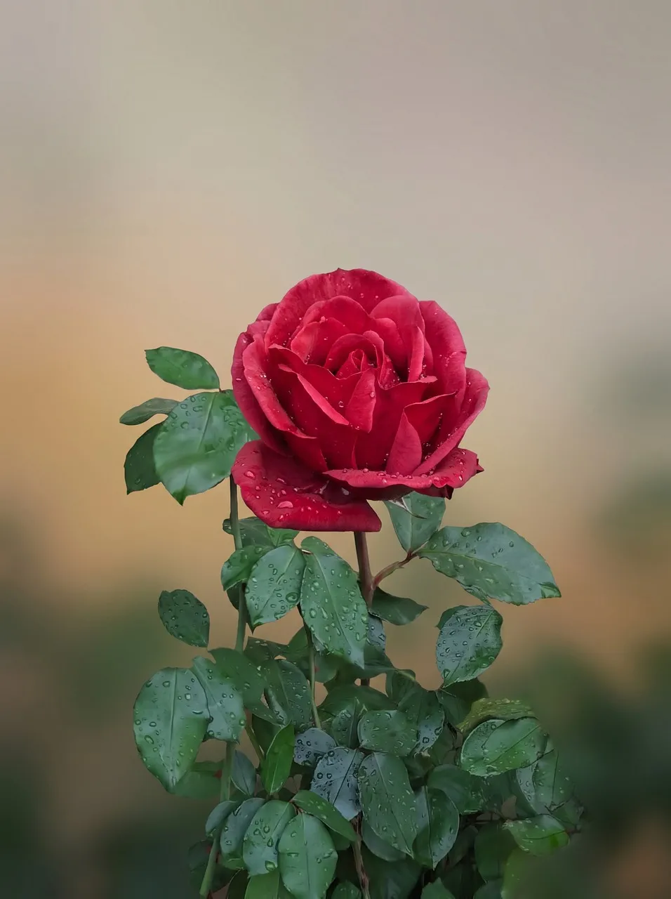 Vibrant Red Rose Adorned with Morning Dewdrops in a Serene Garden