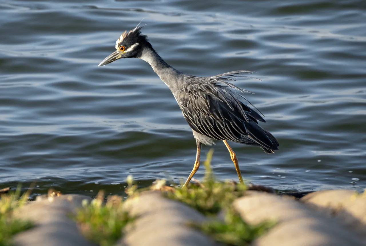 Majestic Yellow-Crowned Night Heron by the Water's Edge