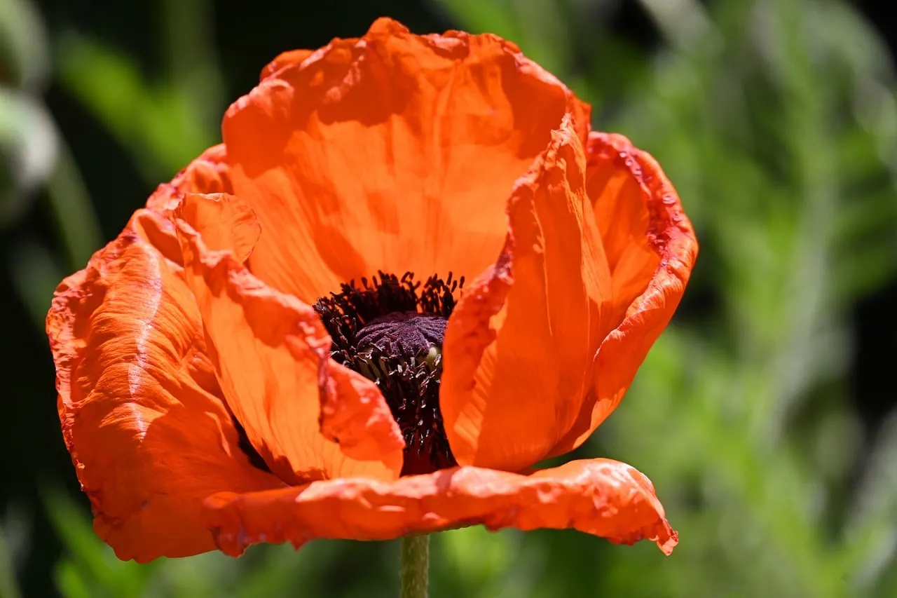 Vibrant Orange Poppy: A Detailed Summer Bloom