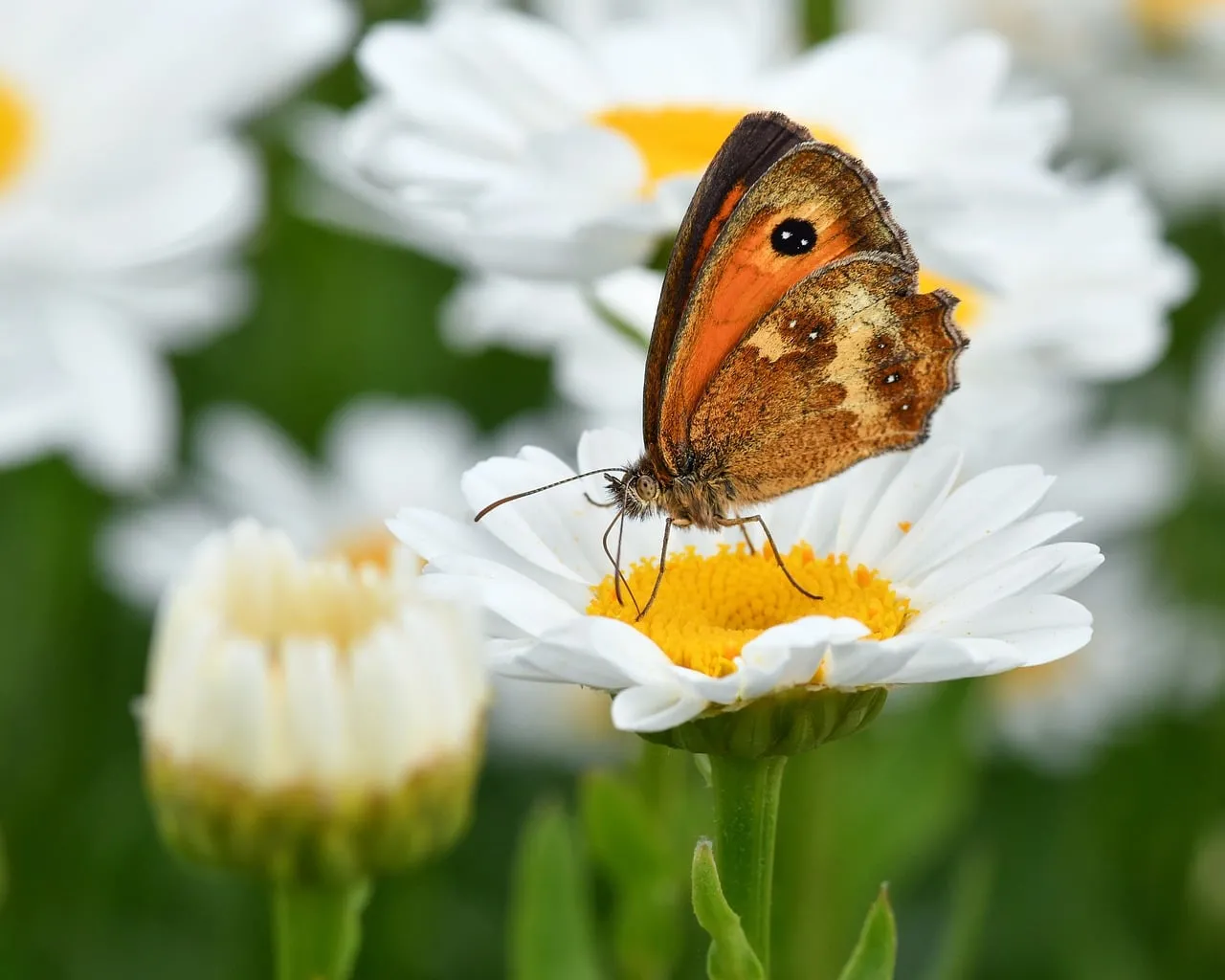 Stunning Macro: Butterfly on Daisy in Summer