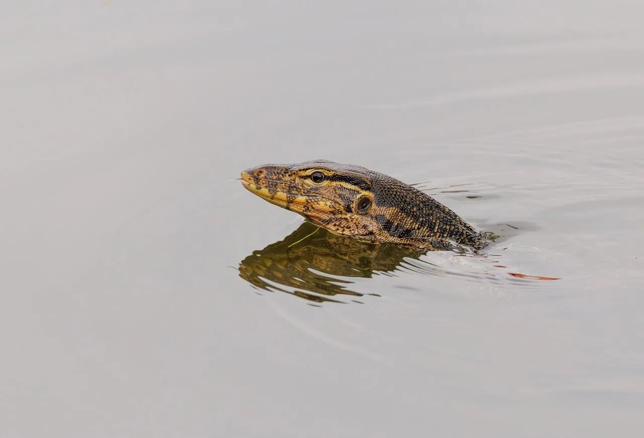 Captivating Aquatic Hunter: Monitor Lizard Gliding Through Water
