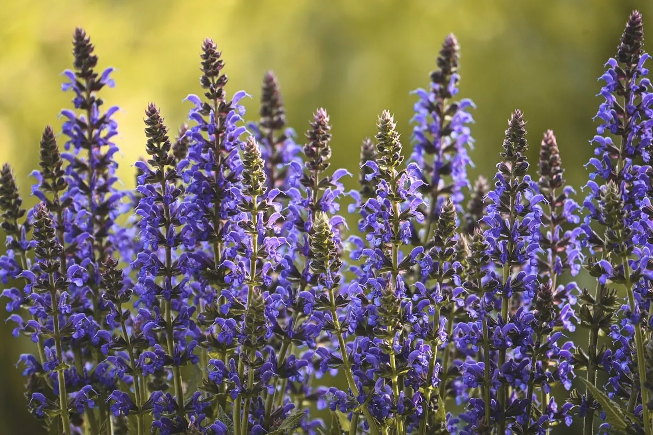 Vibrant Blue Salvia Blooms: A Summer Garden's Delight