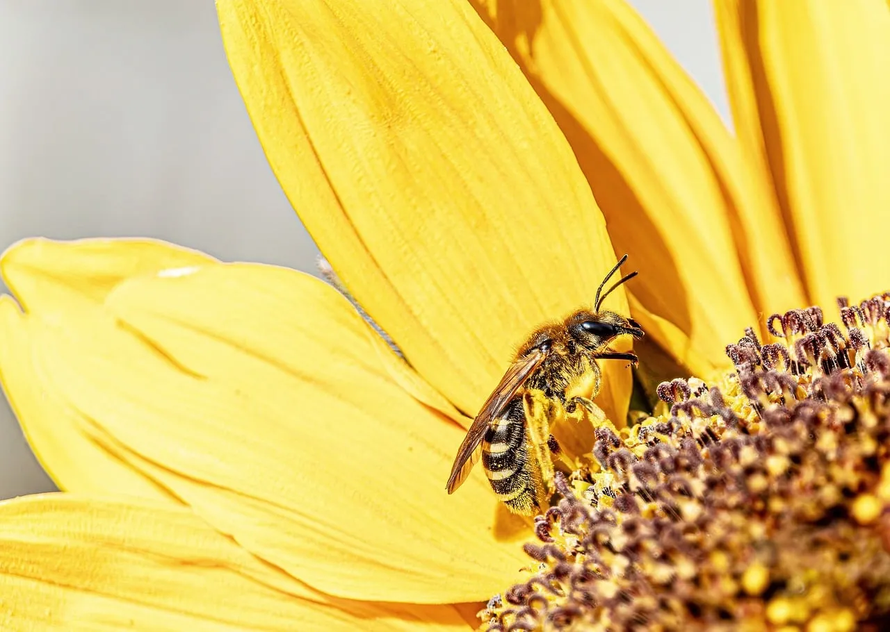 Vibrant Sunflower Macro: Bee Pollination Close-Up
