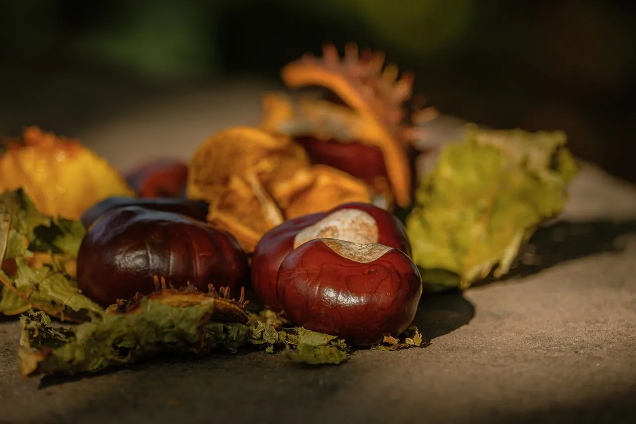 Vibrant Autumn Chestnuts: Nature's Warm Embrace