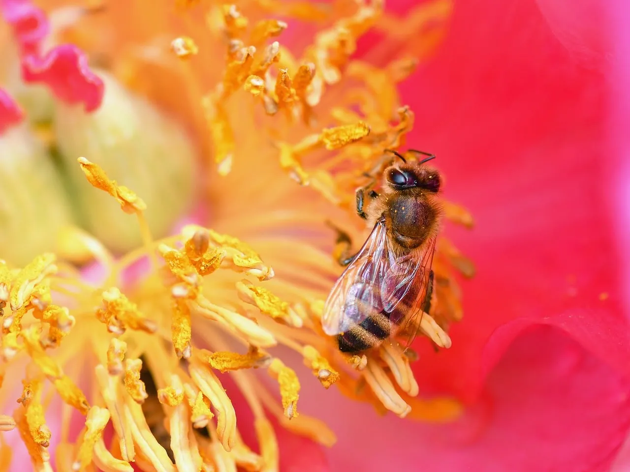 Vibrant Peony Pollination: A Bee's Macro Journey