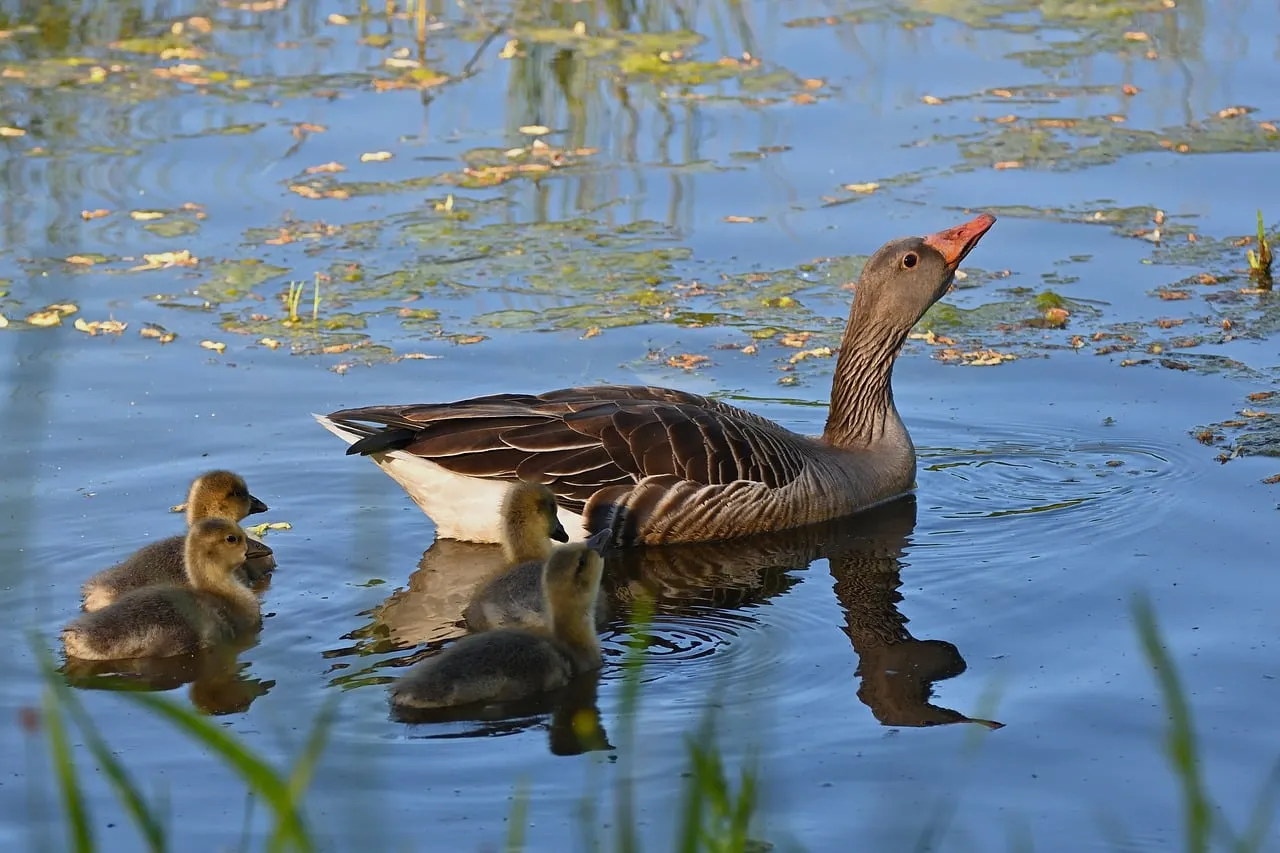 Charming Greylag Goose with Adorable Day-Old Chicks