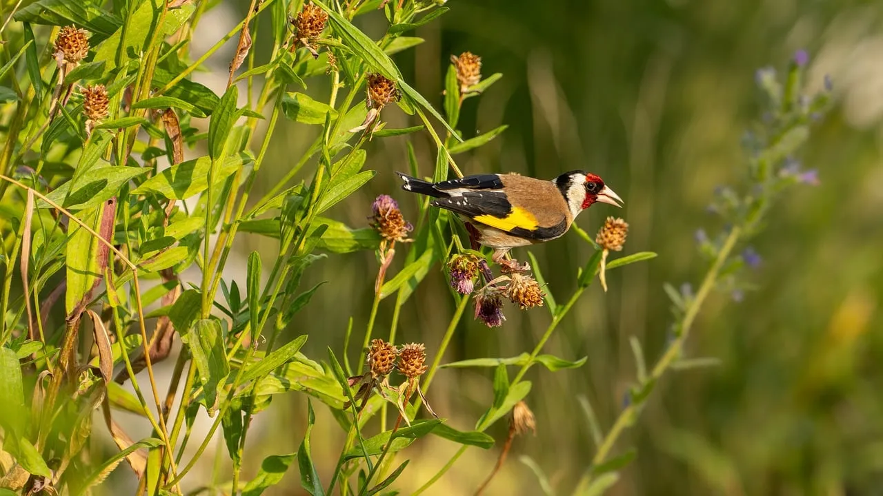 Vibrant Goldfinch Amidst Wildflowers: A Summer Serenity