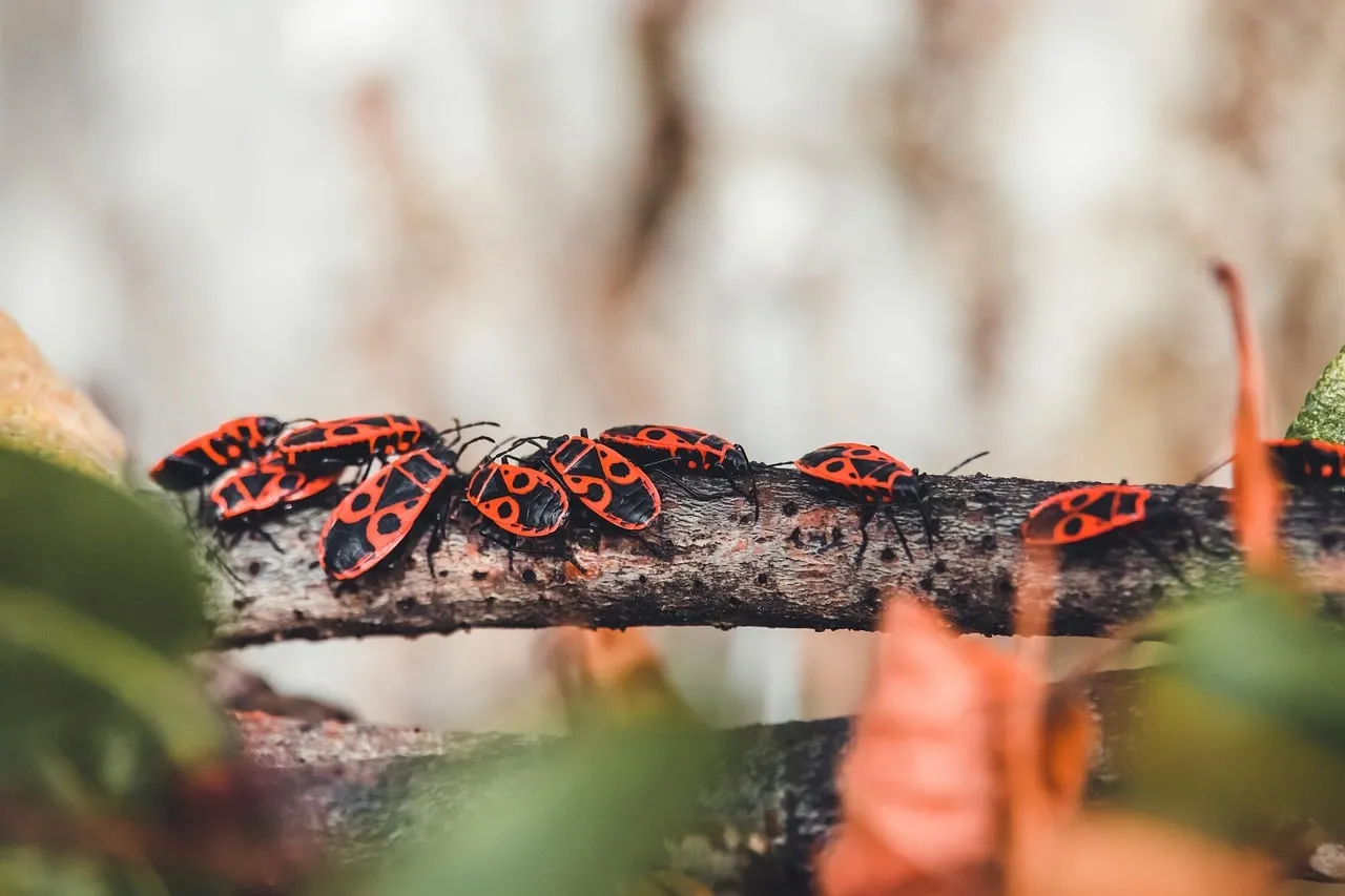 Vibrant Firebugs: A Striking Autumn Colony on a Branch