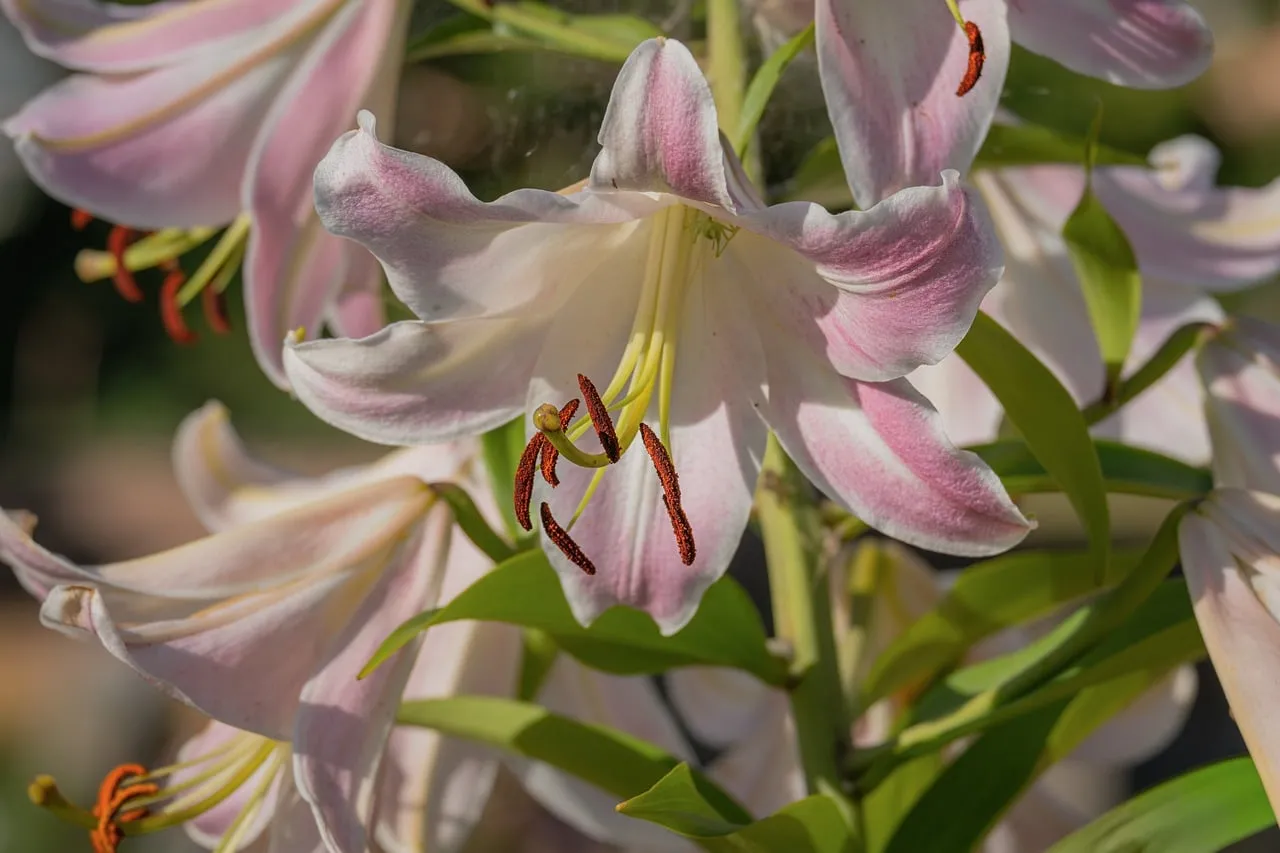 Stunning Pink Lily Bloom: Delicate Petals & Vibrant Beauty