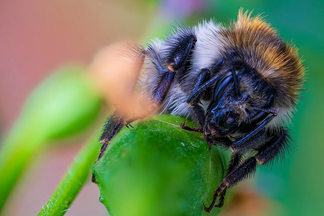 Vibrant Macro: Bumblebee's Nectar Quest on Green Bloom