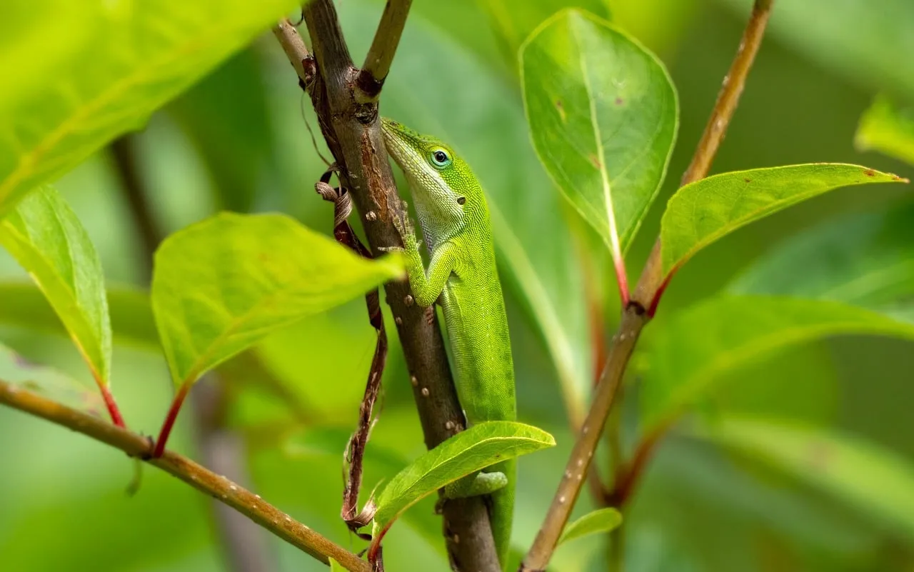 Vibrant Green Basilisk: Master of Camouflage in Nature