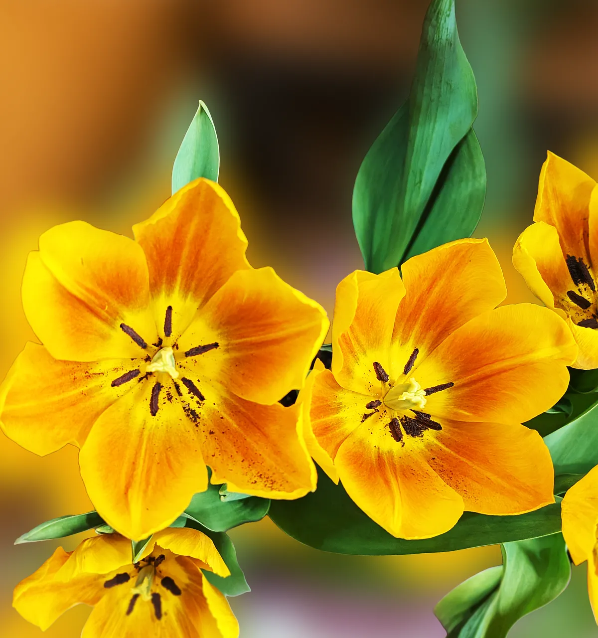 Vibrant Yellow Tulips: A Burst of Springtime Radiance