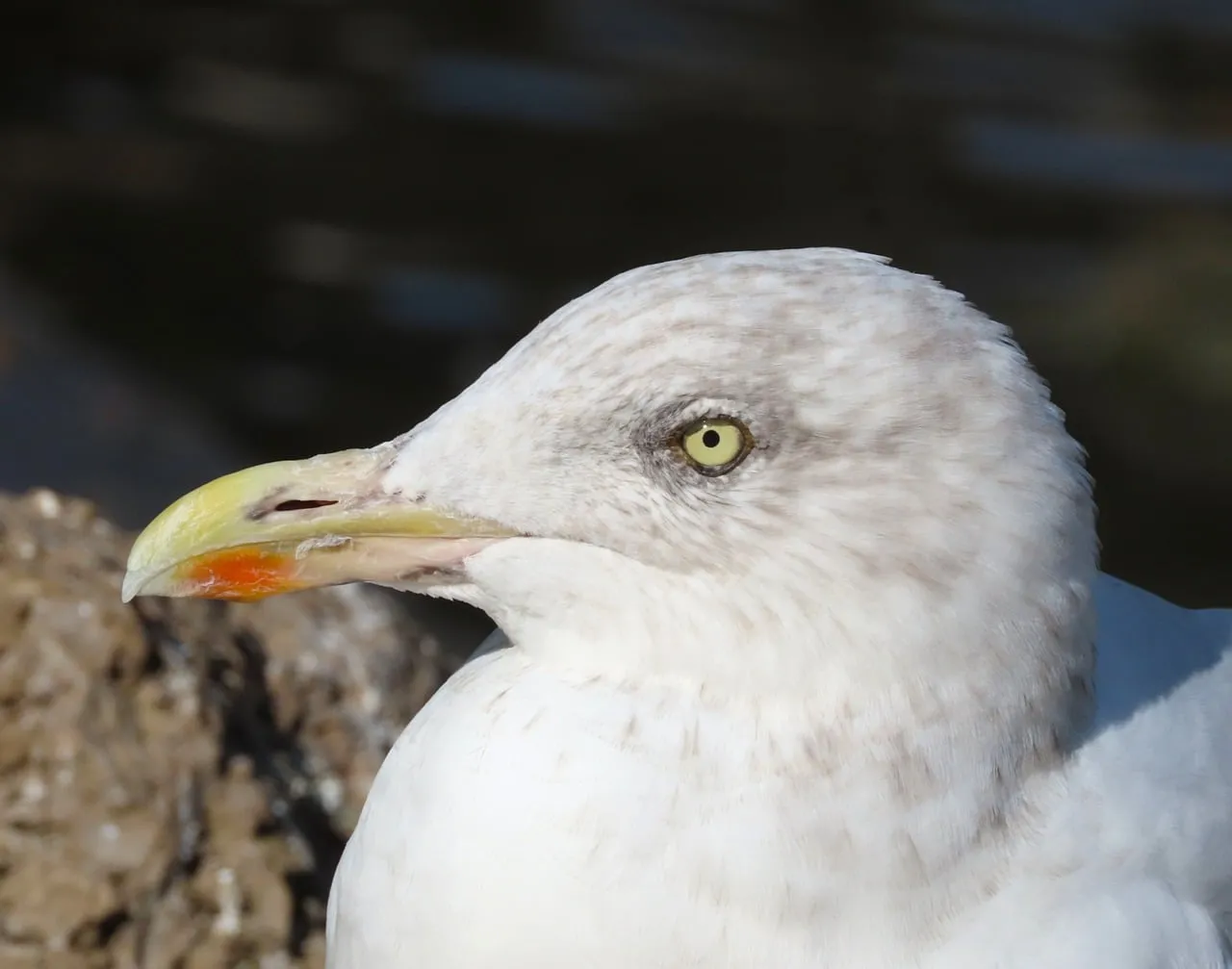 Stunning Seabird Profile: A Glimpse into Coastal Majesty
