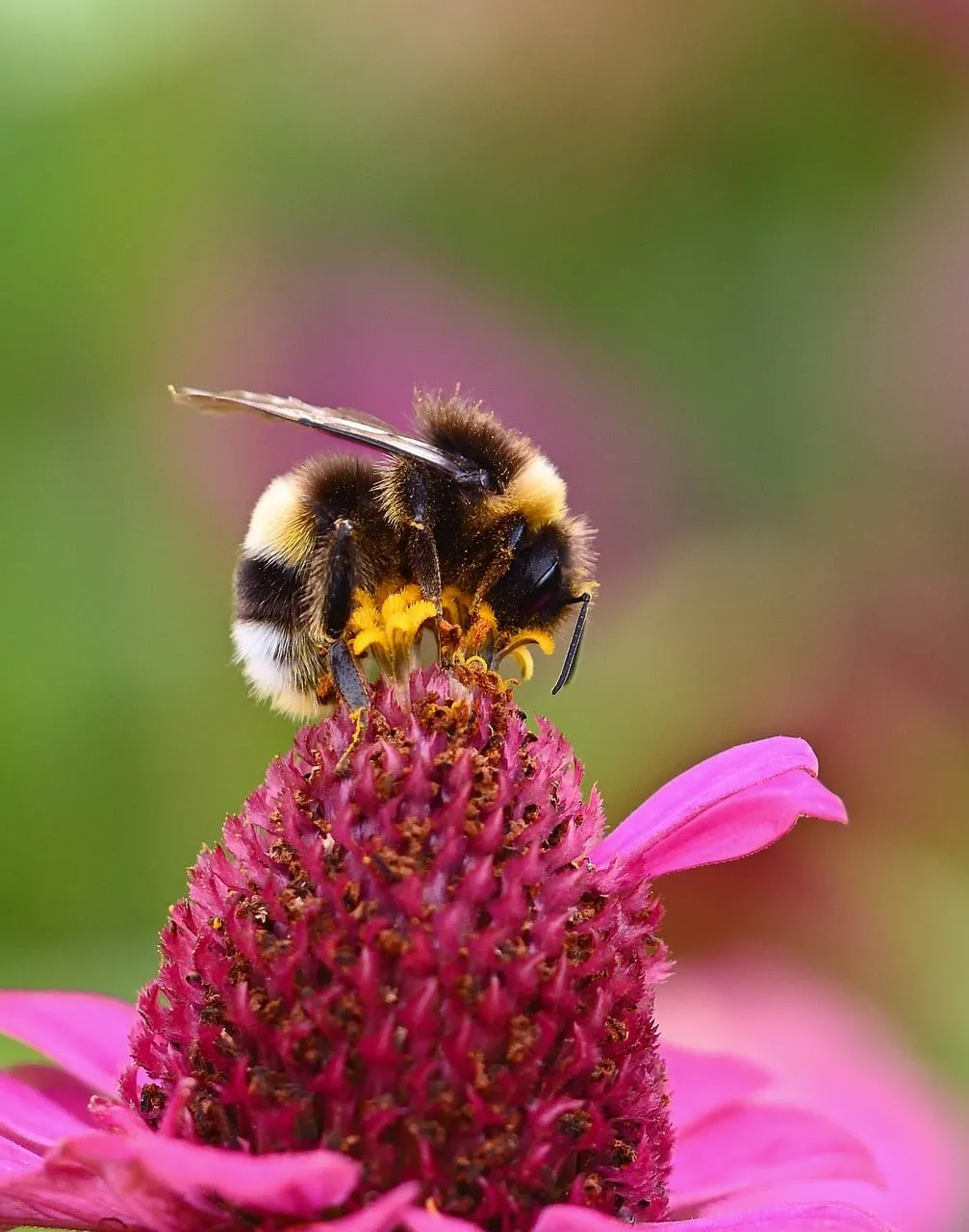 Vibrant Macro: Busy Bumblebee Pollinating Pink Echinacea
