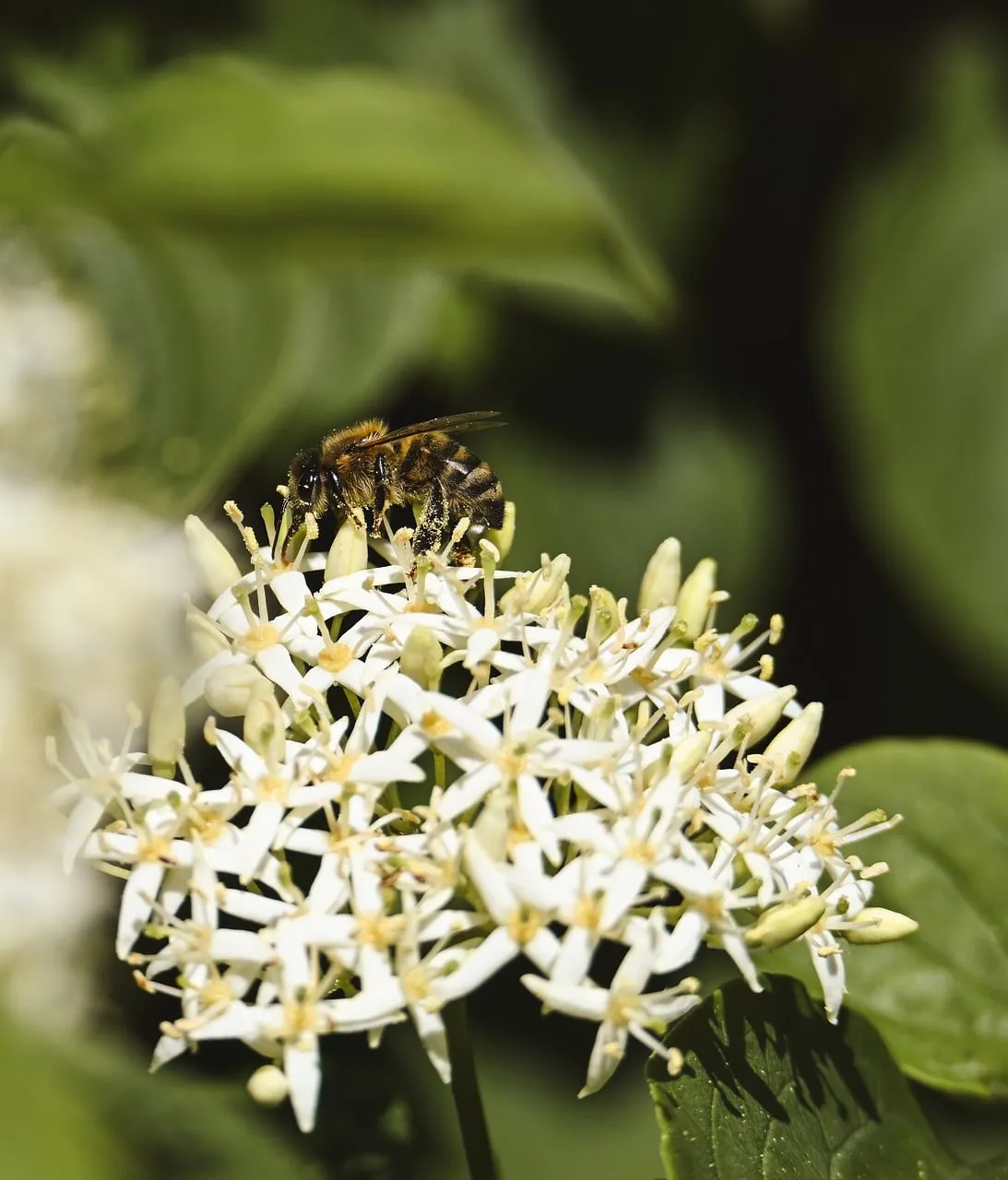 Vibrant Pollination: Bee Captures Nectar on White Spring Flowers