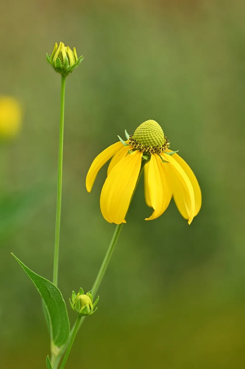 Vibrant Yellow Rudbeckia Blooms in Summer Garden Macro