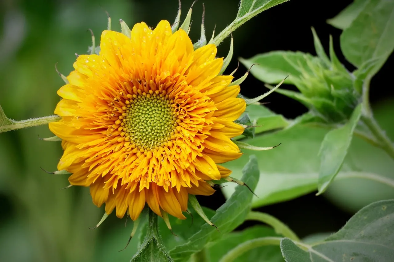 Vibrant Summer Delight: Dazzling Yellow Sunflower in Bloom