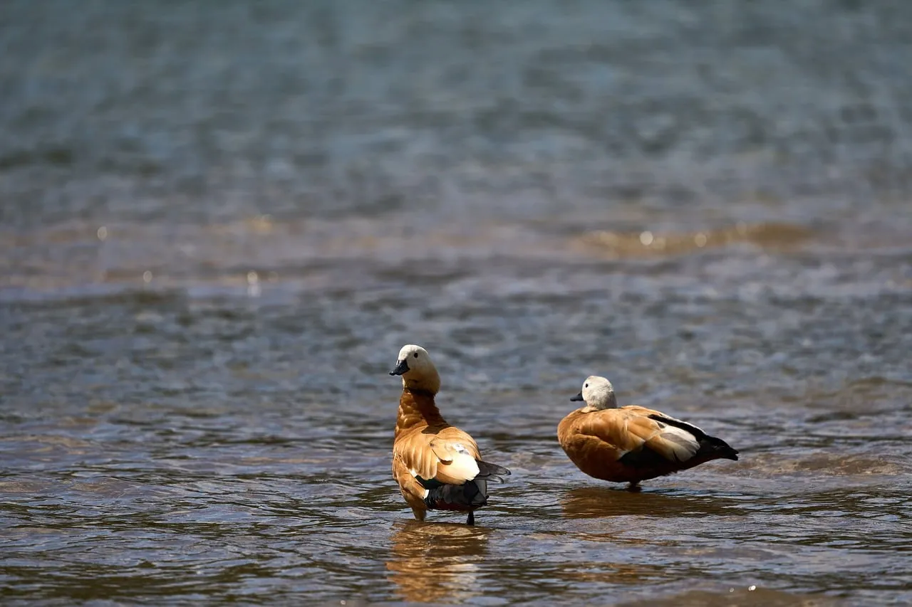 Serene Wildlife: Ducks Bathing in Tranquil Waters