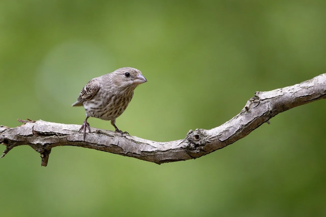 Captivating Female House Finch on Branch