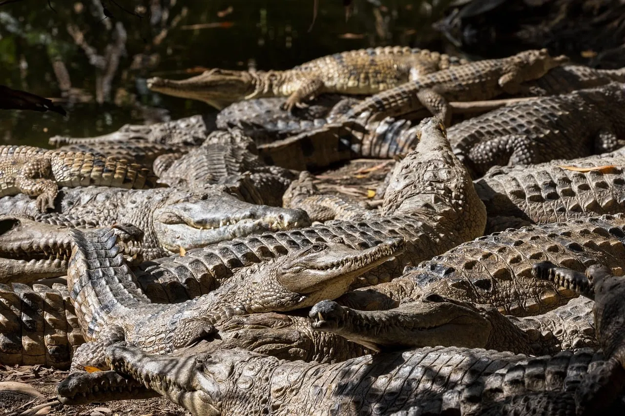 Basking Colony: Crocodile Gathering in Australian Wetlands