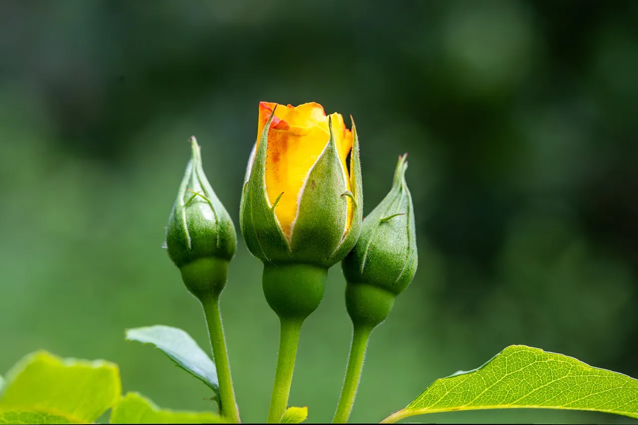 Vibrant Yellow Rose Buds Blooming in a Serene Garden