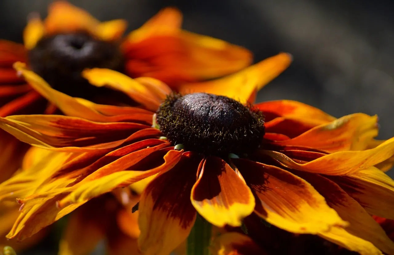 Vibrant Sun-Kissed Coneflower: Golden Petals Aglow
