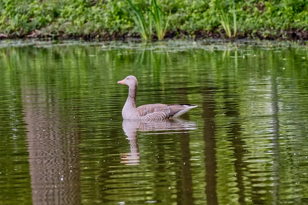 Serene Goose Glides on Tranquil Spring Lake Reflections