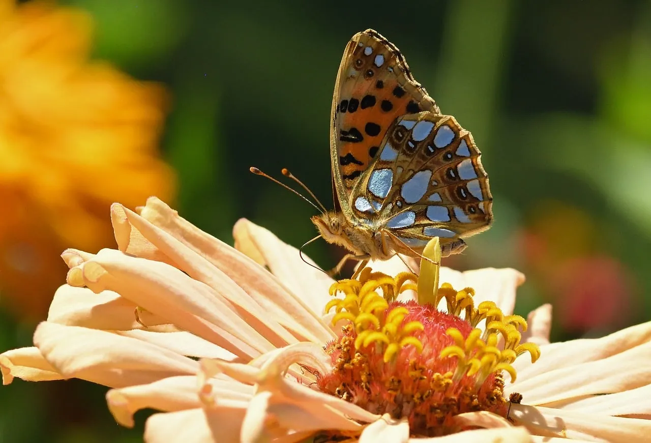 Vibrant Butterfly on Zinnia: A Summer Garden's Delight