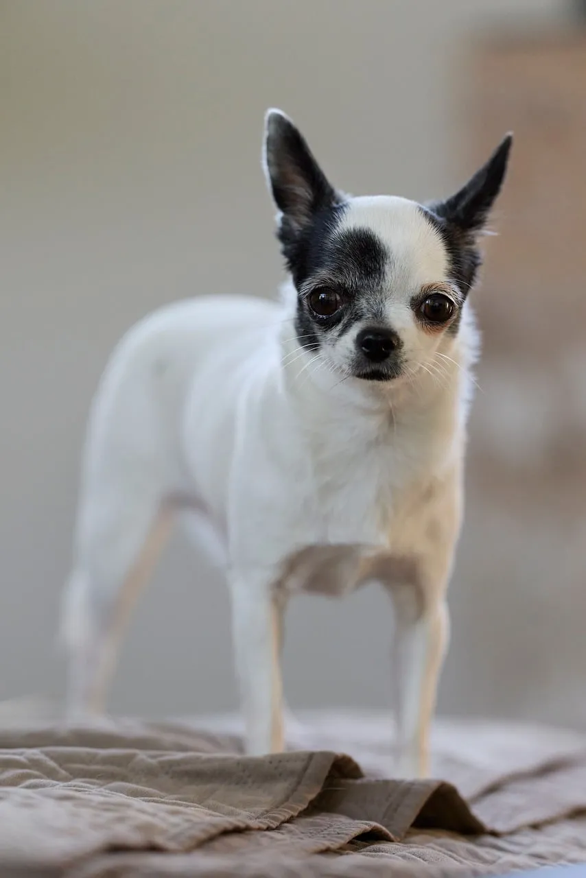 Charming Chihuahua Puppy: Adorable Black and White Companion Portrait