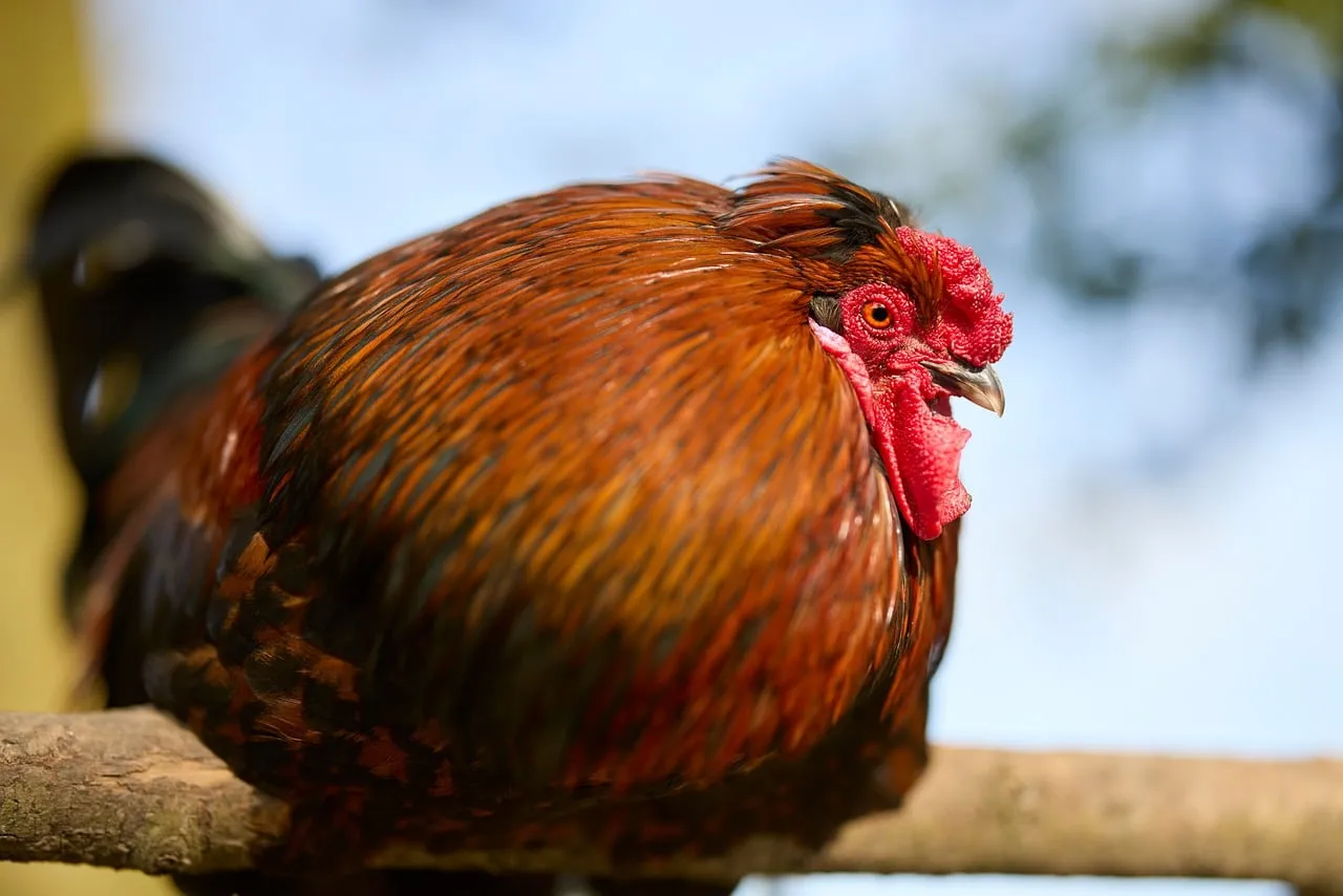 Vibrant Rooster Profile: A Flash of Farmyard Splendor