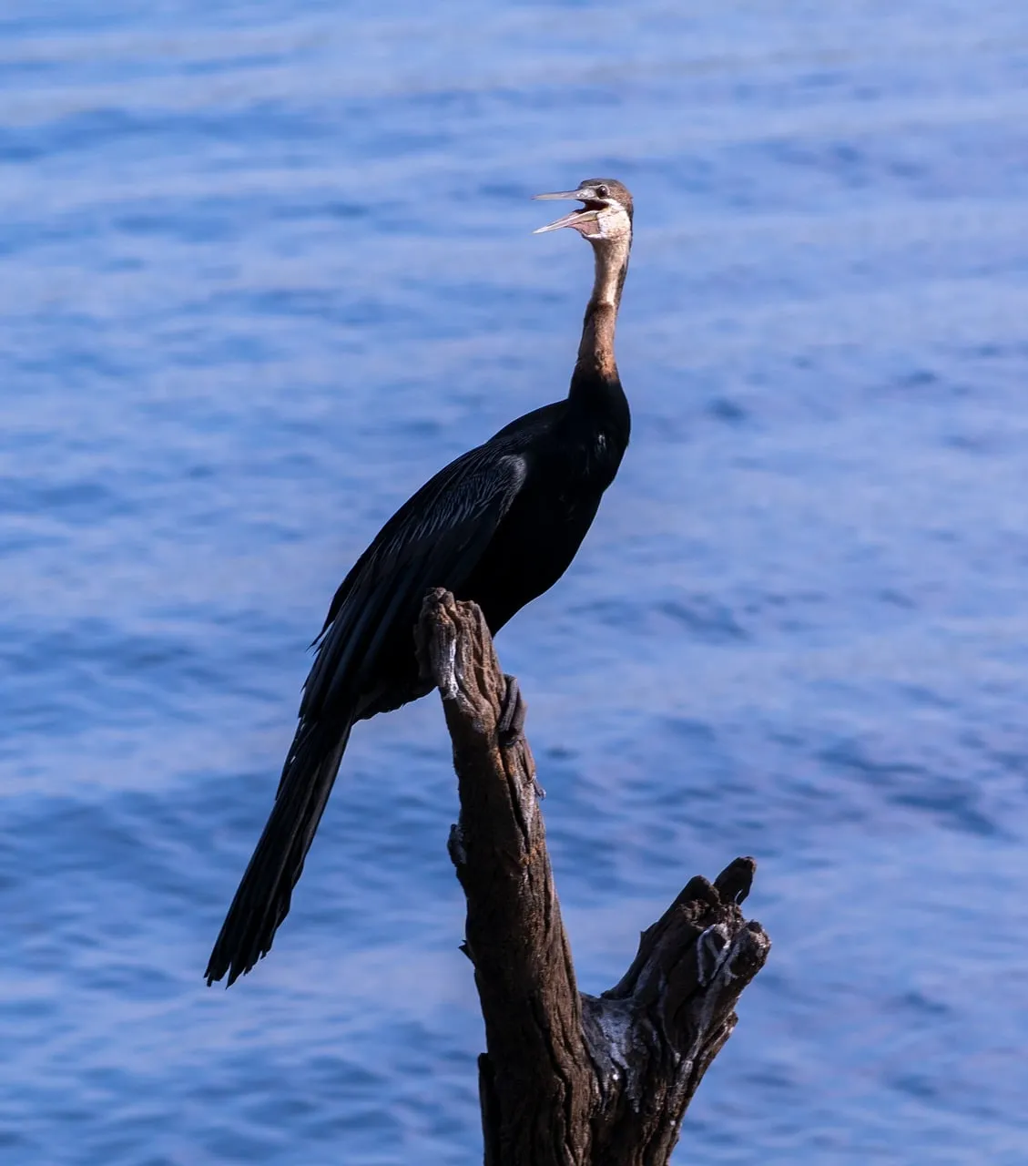 Majestic Cormorant's Call: Wild Bird Perched by Tranquil Waters