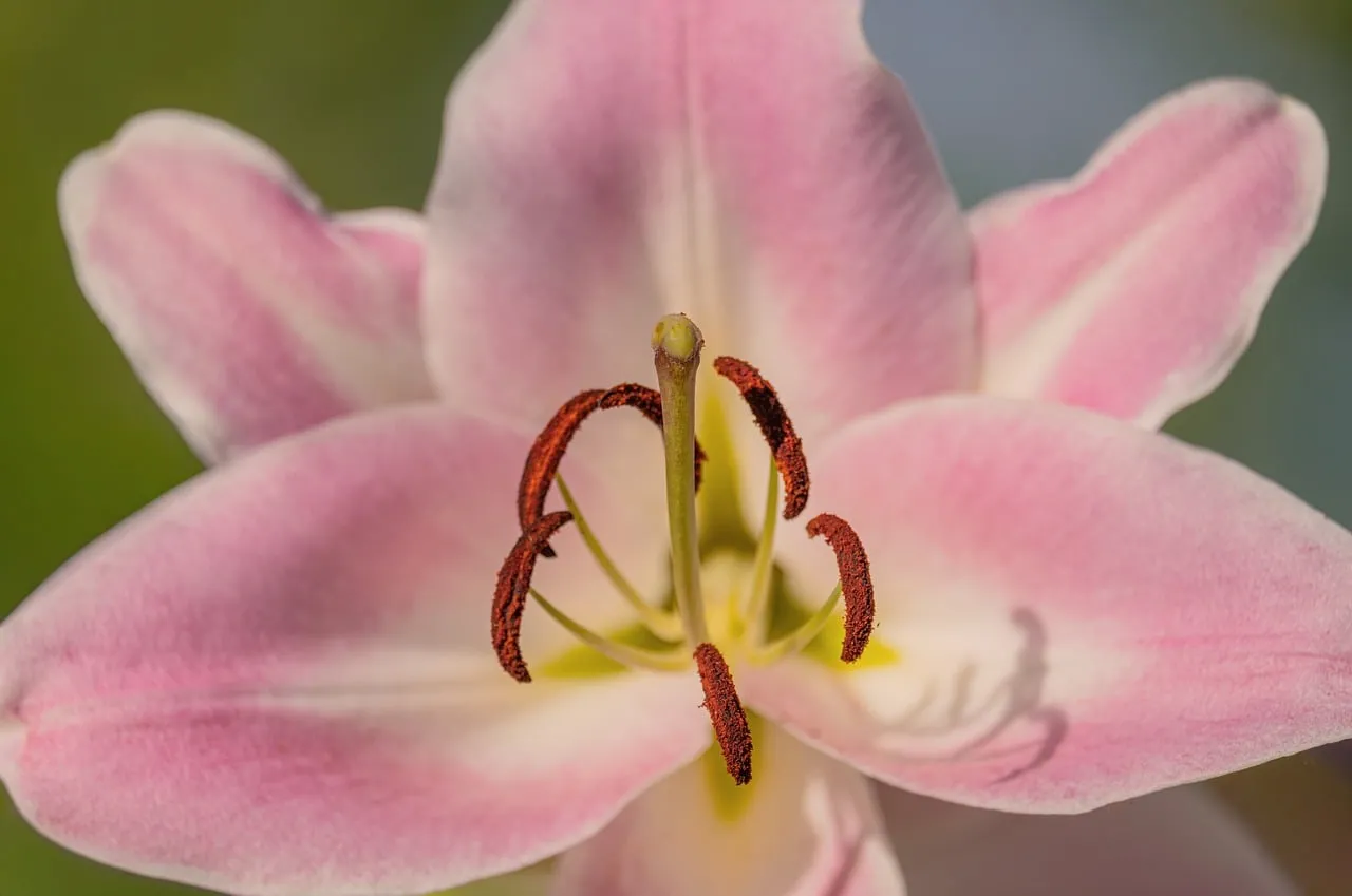 Stunning Pink Lily: Macro Detail of Nature's Pollination Art